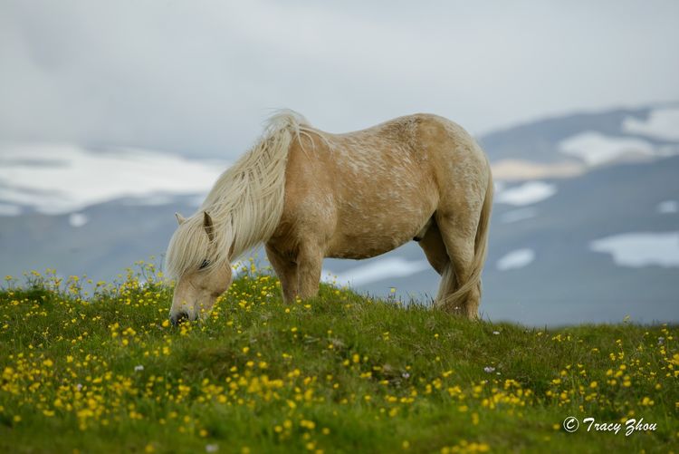 冰岛之行,千姿百态的冰岛行