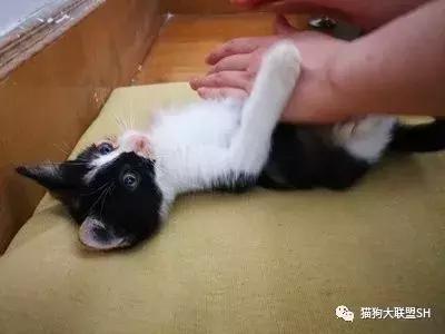 猫狗大联盟维护,猫狗联盟