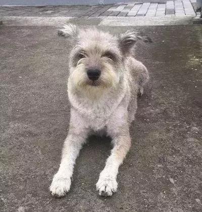 猫狗大联盟维护,猫狗联盟