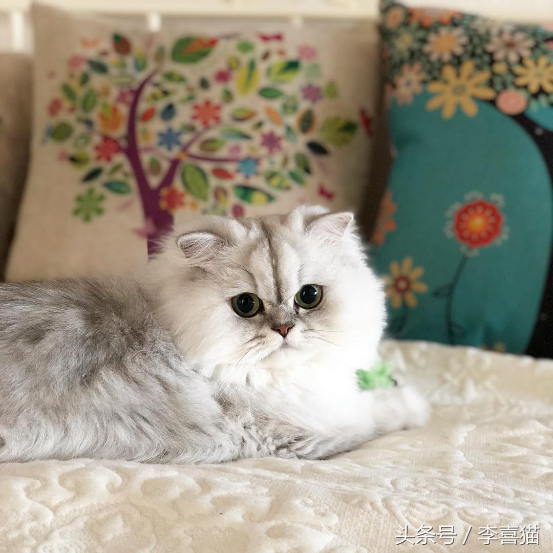 最有气质的喵星人,高颜值的喵星人连睡着都是美美的