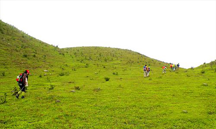 想看大草原是去西藏还是新疆,想看草原去哪里合适