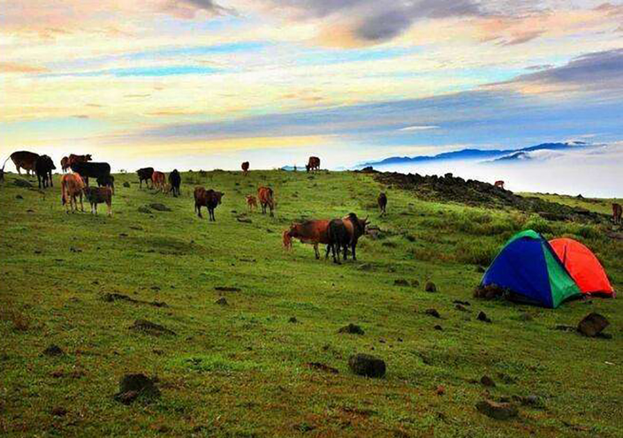 想看大草原是去西藏还是新疆,想看草原去哪里合适