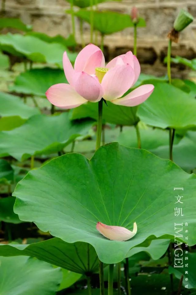 有没有一句你喜欢的但是夏日荷花的清凉就藏在这些只言片语之中