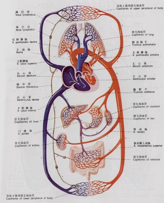 糖尿病下肢介入手术后注意事项,糖尿病下肢发凉怎么治疗