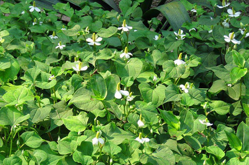 鱼腥草高产栽培与利用书籍,鱼腥草高产小技巧