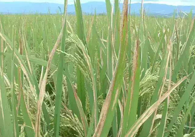 水稻白叶病害图片,水稻叶片斑点有哪些病