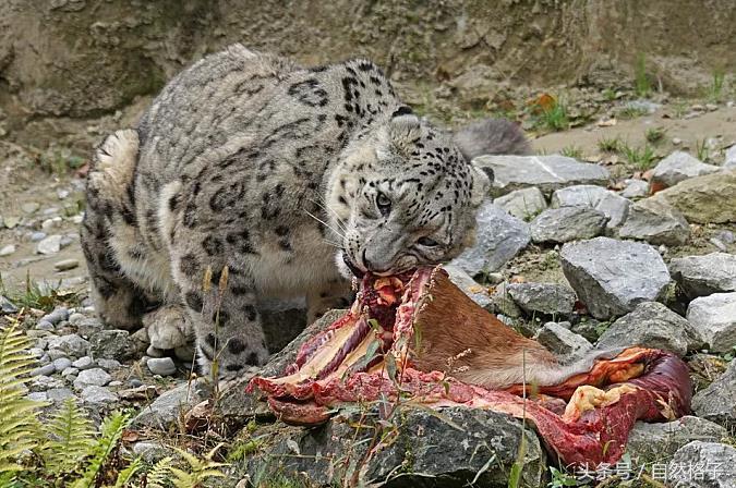 最罕见的猫科动物,十大最漂亮的猫科动物