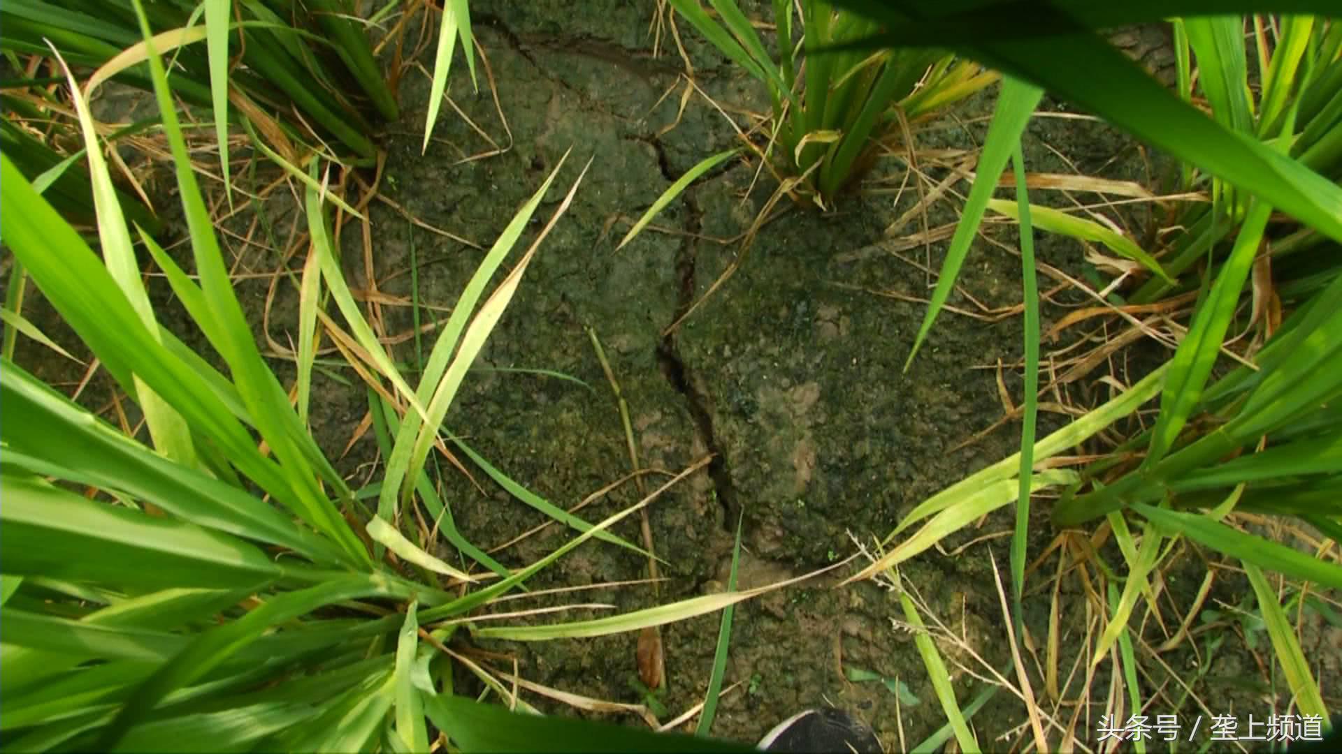 水稻稻飞虱在高温天气会爆发吗,水稻遇到高温干旱怎么办