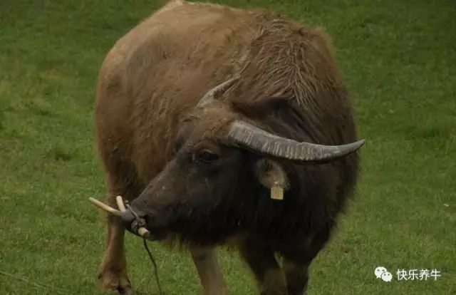 怎样科学养殖牛,科学养牛第一讲