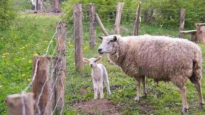 母羊下羔了，多给补补营养，多加点玉米吧？大错特错