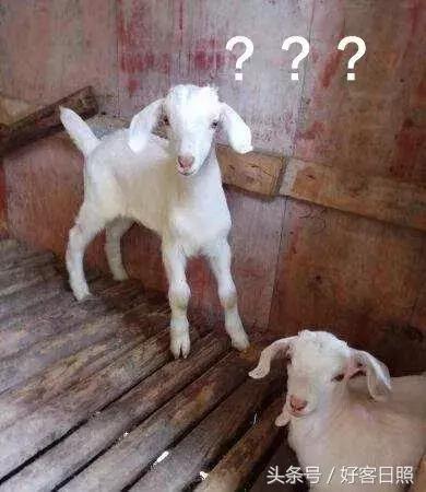 香奈儿8000到1w的包,香奈儿lv土到爆