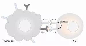 pd-1制剂,pd-1抑制剂排行榜