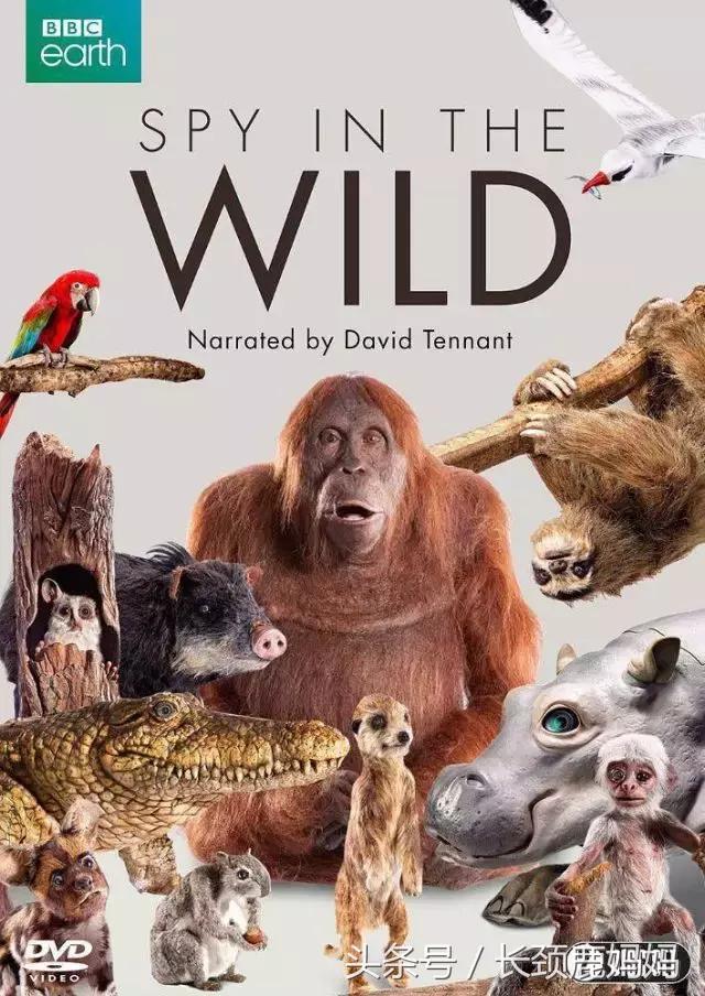 6-12岁必看十部电影儿童动画片,6-12岁必看的十部电影儿童动画片