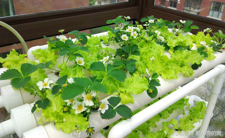 论种族天赋，在下是彻底输给了这波神操作了！