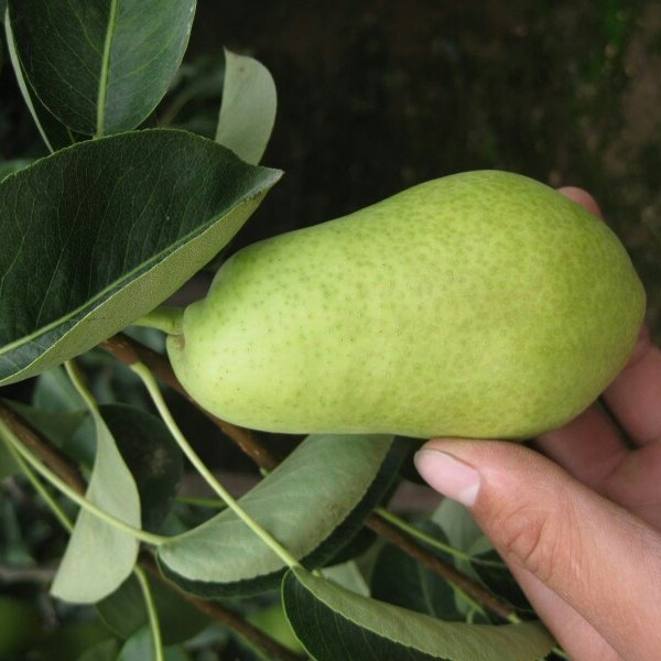 超级好吃的梨是什么品种,绿色的梨很爽口多汁的梨叫什么