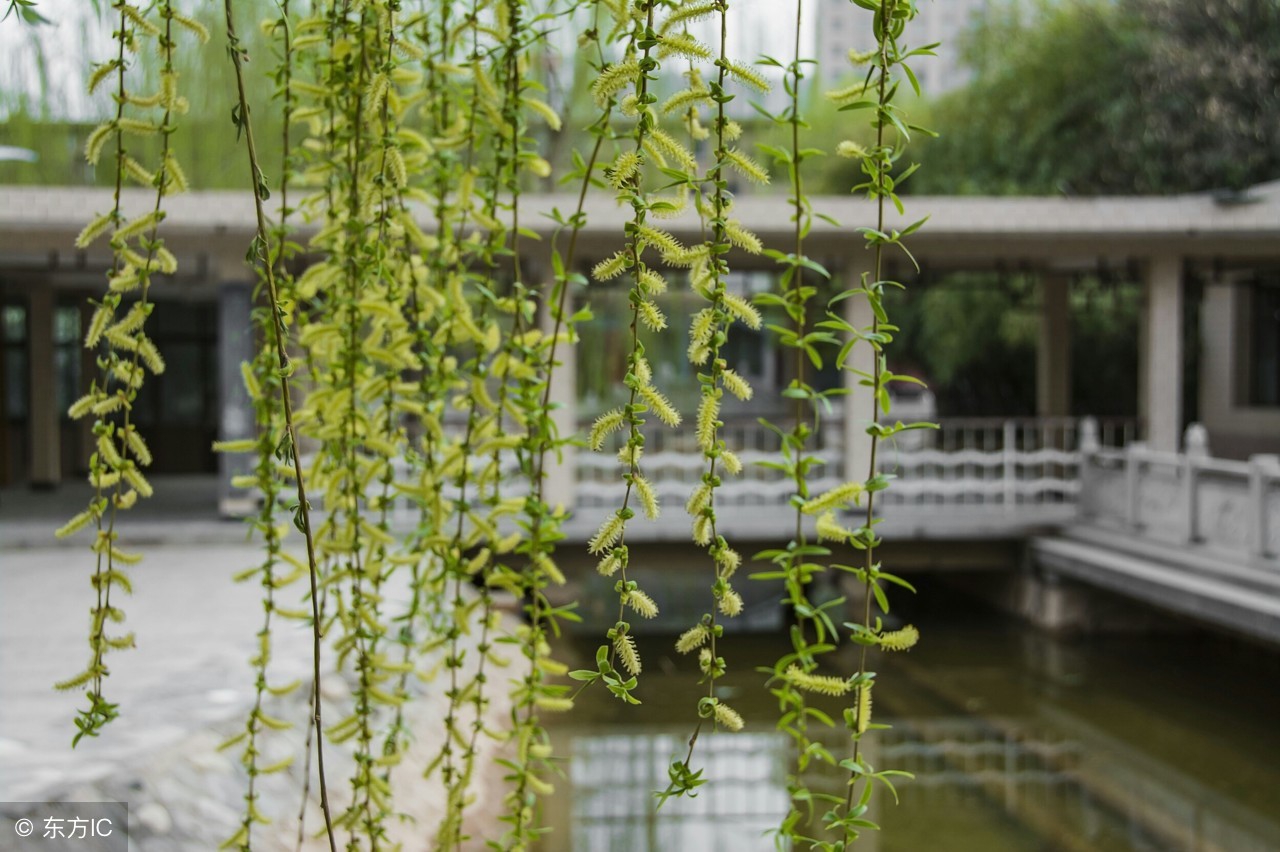 真茶叶假茶叶辨别方法,分辨假的茶叶是什么茶