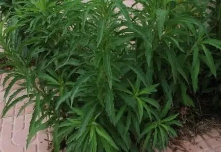 南阳人还去什么医院?你脚底下就是药房!