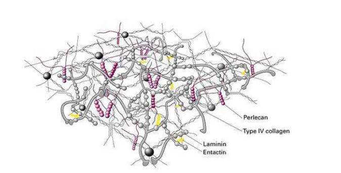大牌护肤品成分解析,大牌护肤品成分分析