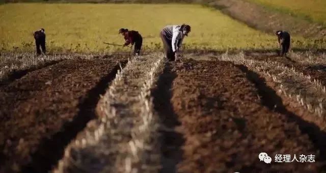 垄断全球粮食的四大粮商,四大粮食巨头与中国较量