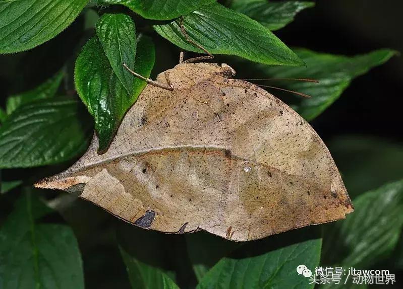 像海参又像虫子的东西是什么,像海参的虫子是什么