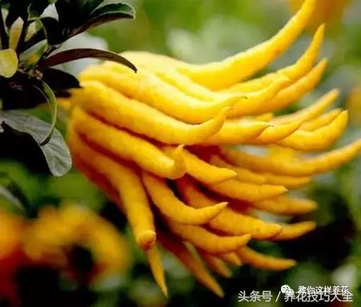 入睡困难也容易醒吃什么助眠药,入睡困难惊醒吃什么助睡眠的药好