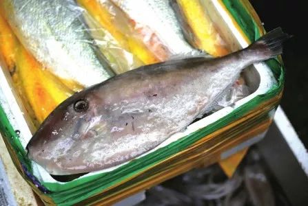 耗儿鱼有什么特点,正宗耗儿鱼长什么样子