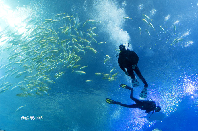 暑假珠海长隆最全游玩攻略,珠海长隆海洋王国暑假门票多少钱