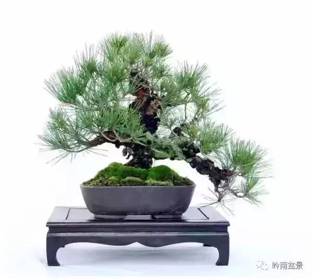 盆景人生哲理,从盆景欣赏体会人生哲理