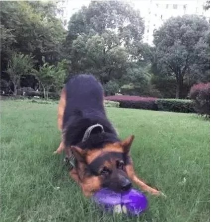 西虹市首富给足球道歉,西虹市首富沈腾离开足球队