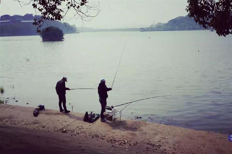 红薯和螺蛳打窝钓大青鱼的技巧,怎么用红薯做青鱼和草鱼的饵料