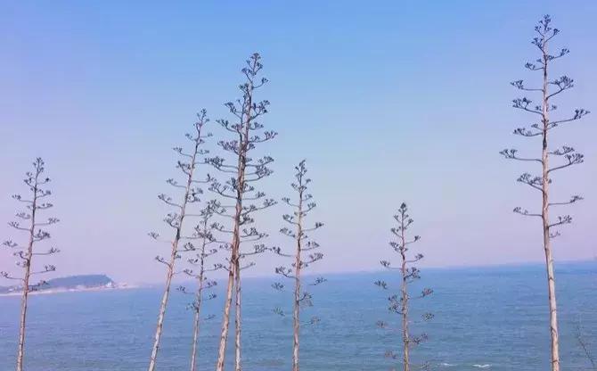 韩国济州岛是一座典型的火山岛,世界有名的火山岛