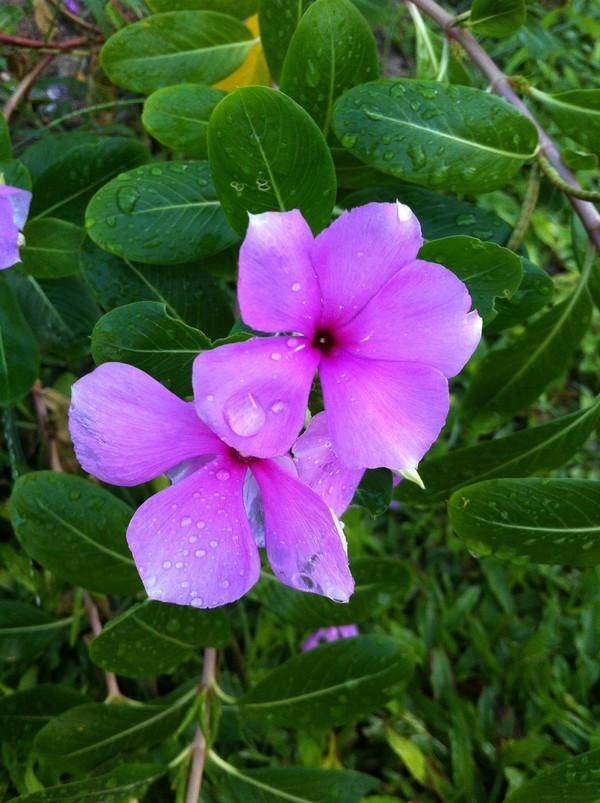 三宝妈妈三亚旅游,三宝妈妈三亚