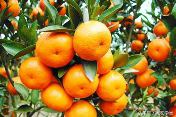 哪些农药可以用于防治柑橘锈壁虱,柑橘树叶锈壁虱严重危害后的症状