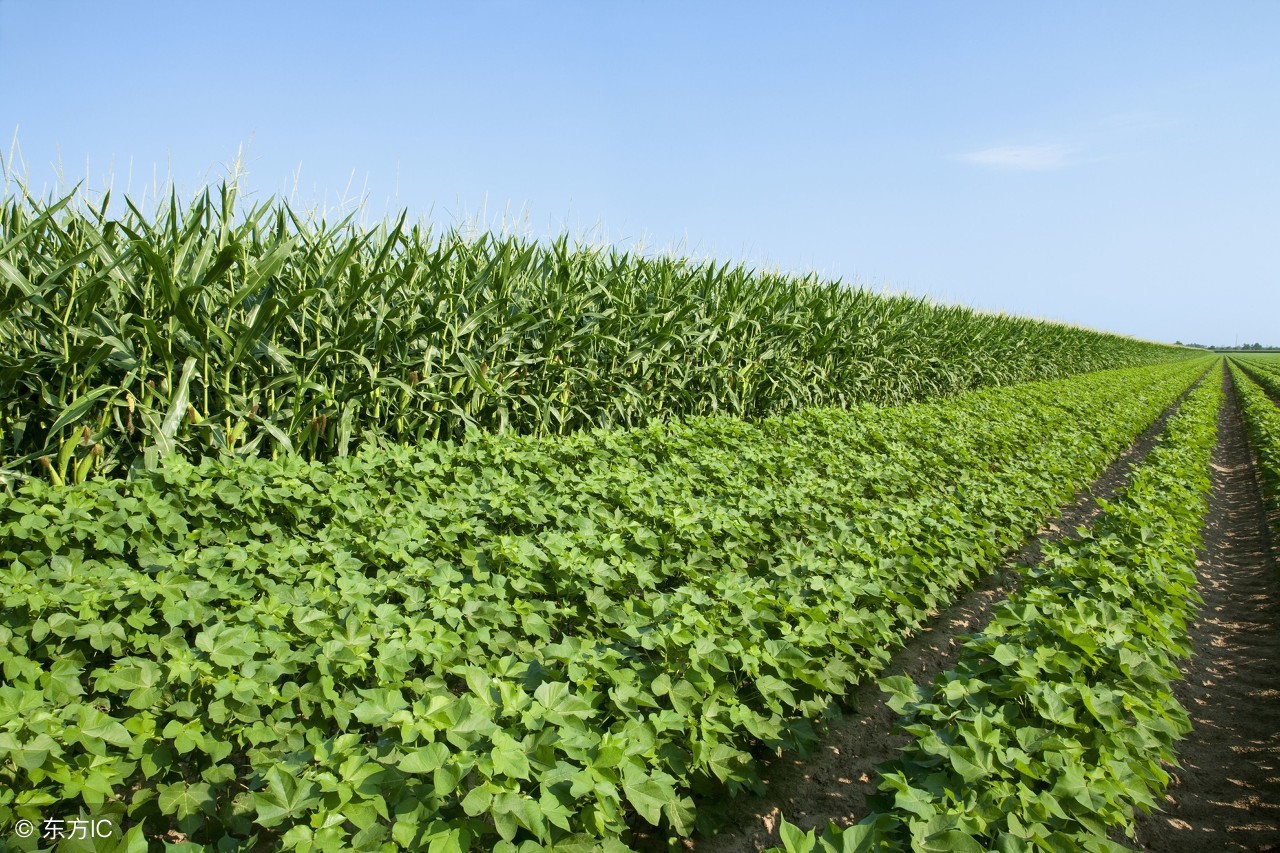 农业种植致富技巧,农民致富有妙招