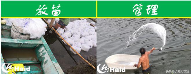 虾的养殖用什么饲料,养虾成本与利润分析表格