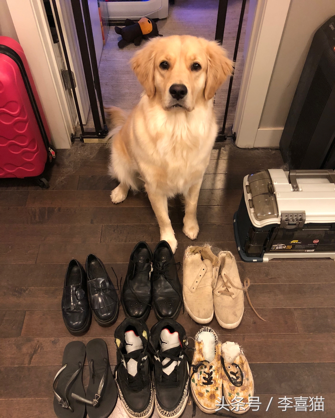 养金毛有什么要注意的,养金毛需要注意这些