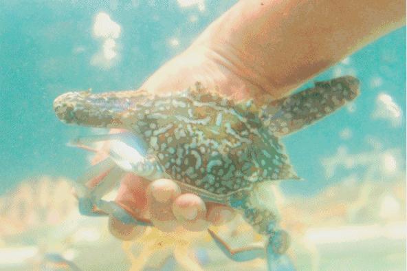 被海鲜扎了一下手该怎么处理,被海鲜扎一下手怎么办