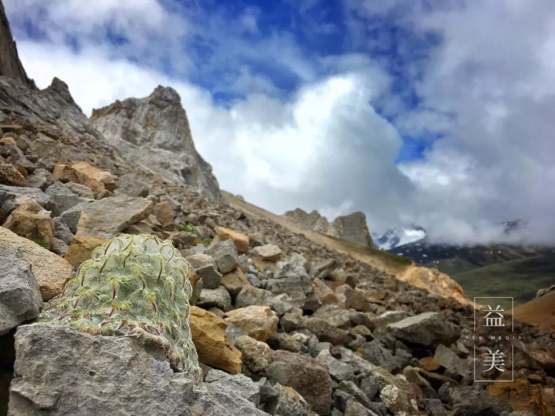 「昨日推文」哭泣的雪兔子，已经被人类挖到濒临灭绝！请高抬贵手放过它们吧！