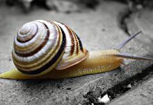 路边捡的蜗牛是什么蜗牛,下雨时候捡到了一只蜗牛