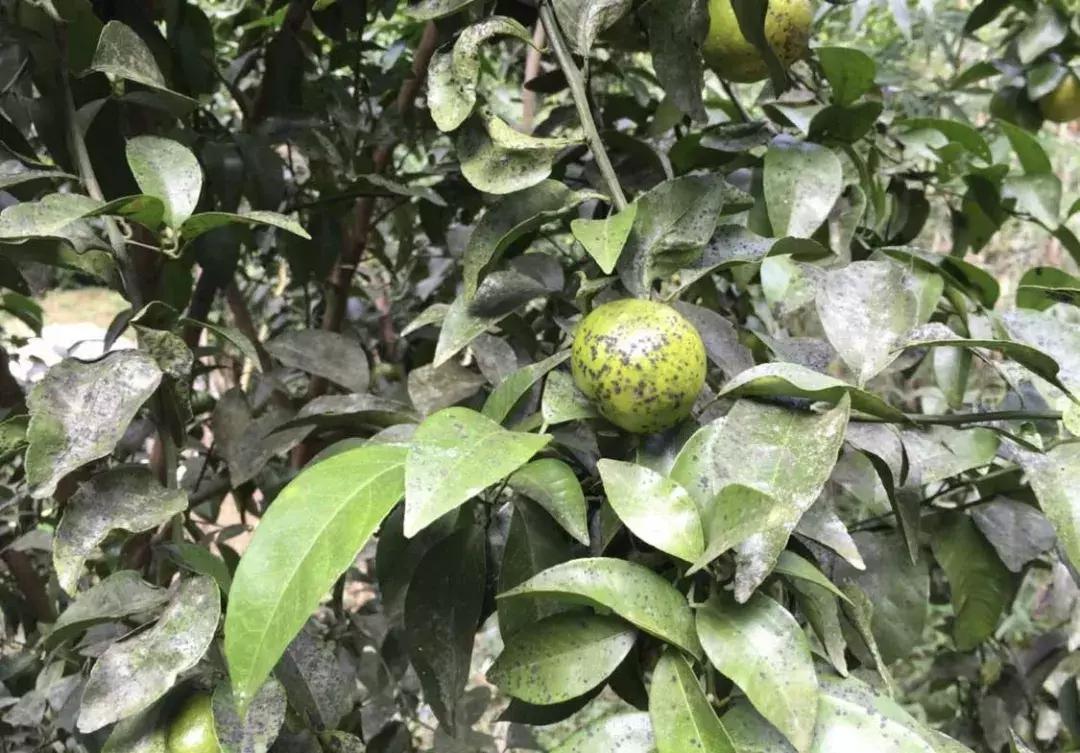 柑橘烟煤病怎么防治,柑橘第一大害防治