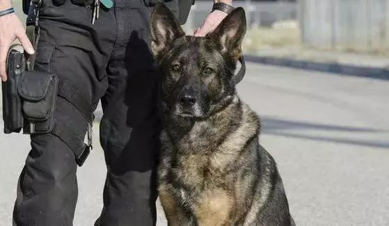 香港代购有新规定吗,2020年香港代购恢复了吗