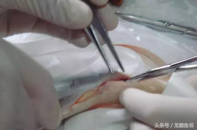 龙鱼失漂用什么药,龙鱼撞缸失鳔能自愈吗