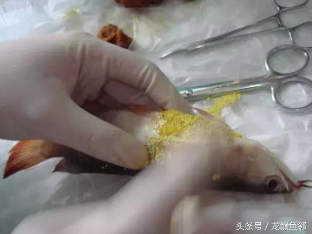 龙鱼撞缸失鳔抢救多久能恢复,龙鱼失鳔最急用的方法