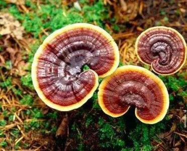 怎样鉴别染色过的灵芝孢子粉,怎么鉴别灵芝的质地好与坏