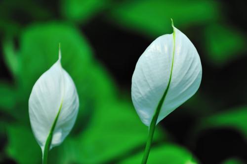 4种寓意好的花卉,6种不同花卉代表的寓意
