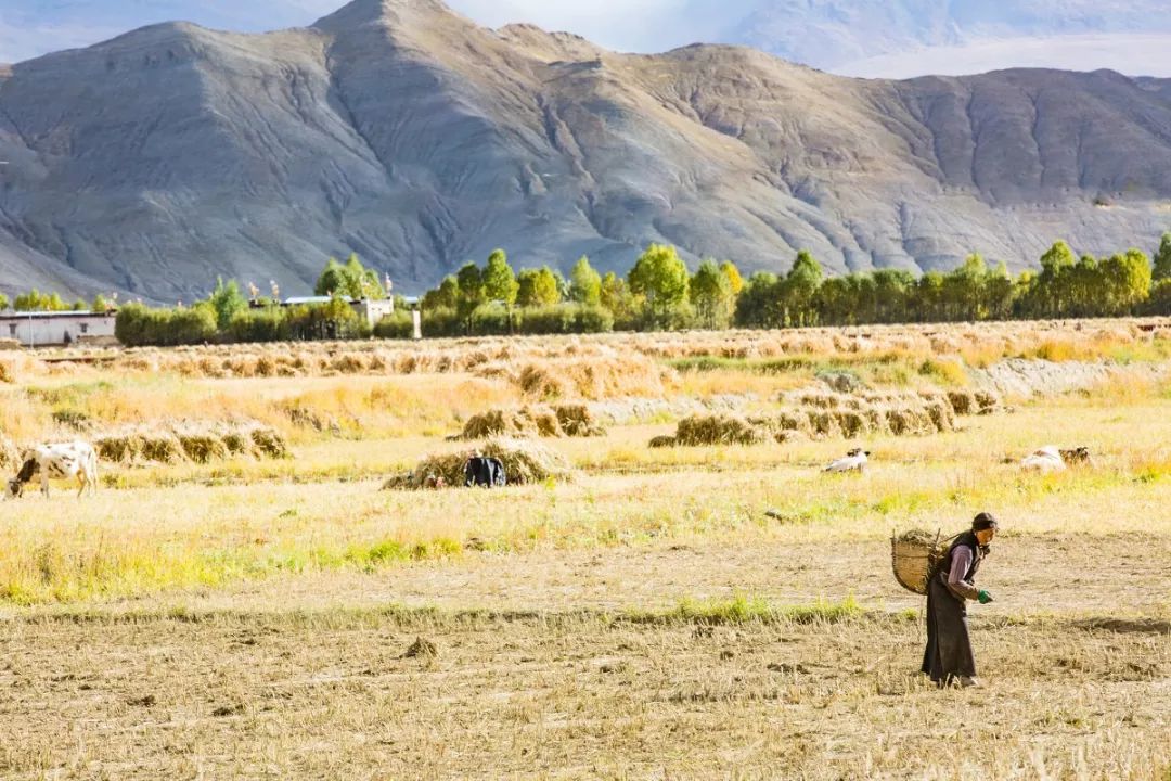 第一次去西藏需要走青藏线吗,第一次去西藏选环线还是阿里