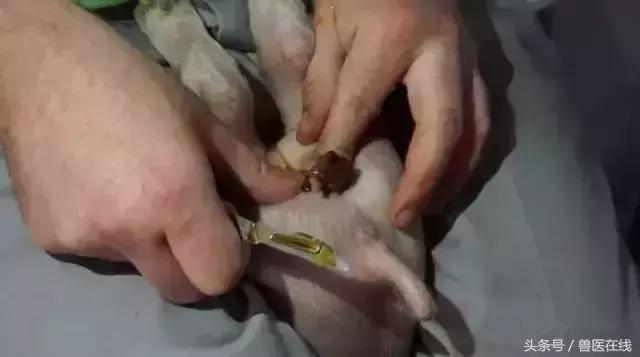 养猪阉猪技术,养猪怎么阉仔猪呢