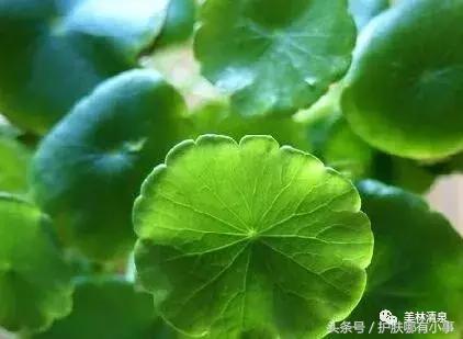 德妃紫苏水中的成分,德妃紫苏水乳到底是保湿还是控油