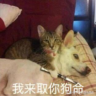 冷少直播夸大舅子,冷少和大舅子是什么梗