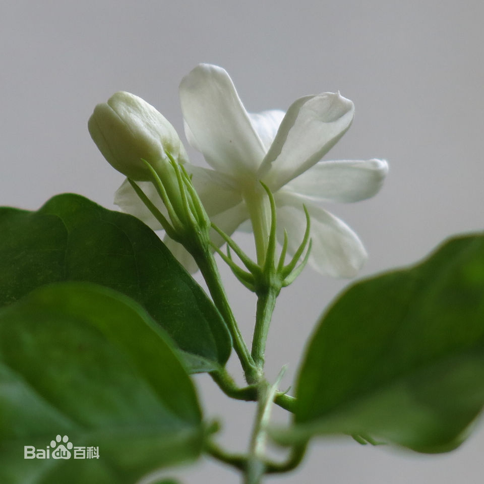 木樨科素馨属直立或攀援灌木植物,木犀科素馨属灌木有哪些